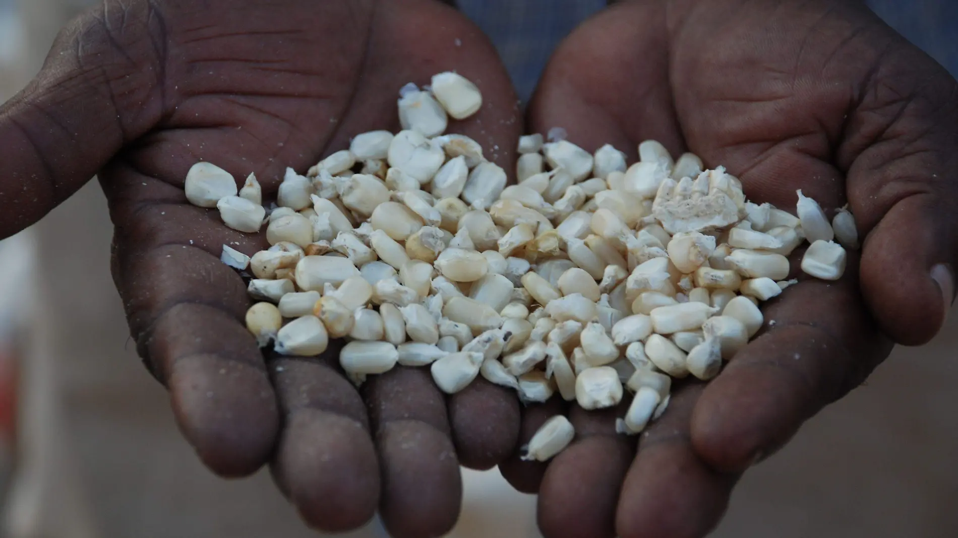 maiz campesinos agricultura